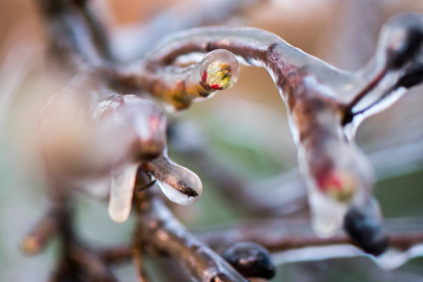 Apple trees are sprayed with water and covered with an ice sheet to protect the fresh buds during night frost