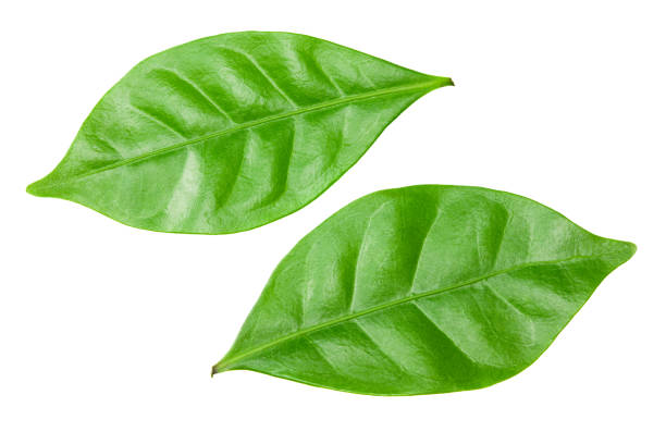 istock coffee leaves isolated on a white background 1214214098