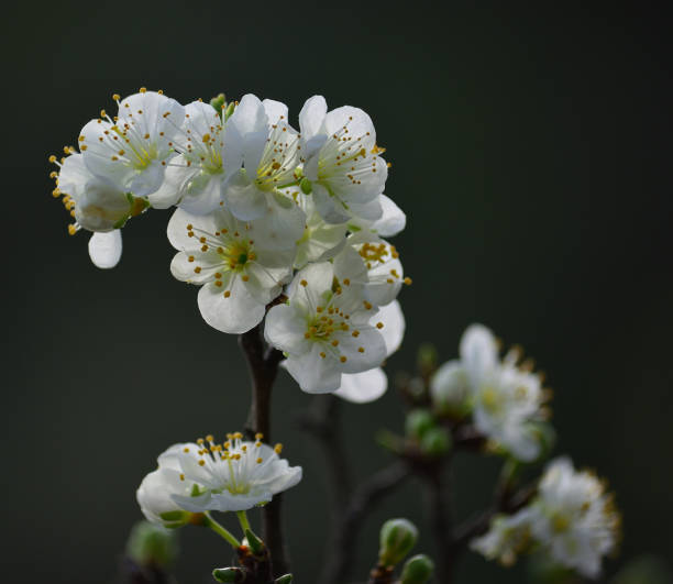 istock Small branch with plum blossoms 1214214203