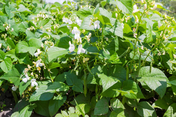 kidney-bohnen-pflanzen während der blüte auf einer plantage - bush bean stock-fotos und bilder