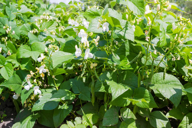 plantes de haricot de rein pendant la floraison sur une plantation - bush bean photos et images de collection