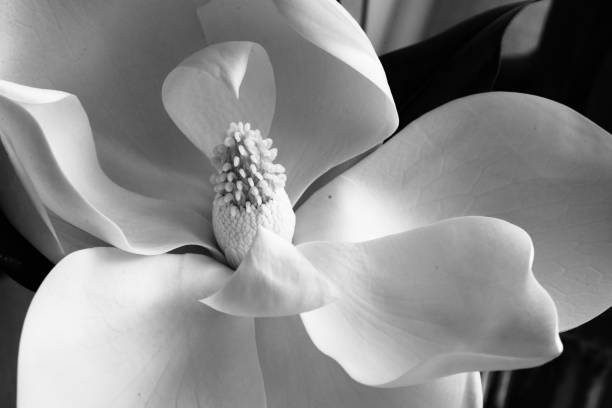 fiore di magnolia grandiflora. - magnolia flower beige white foto e immagini stock