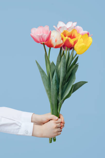istock close up, hands with spring flowers, tulips 1214216159