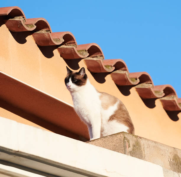 istock Cat on roof in the sun 1214216337