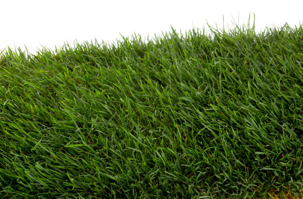 istock Fresh grass photographed on white background in study 1214216460