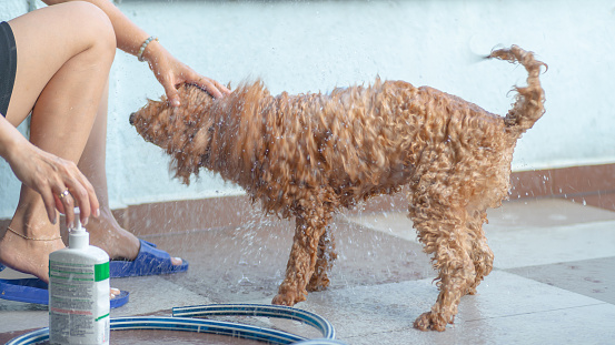 Selangor, Malaysia: 23rd March 2020 - A brown color dog shaking water off after bath at the garden.