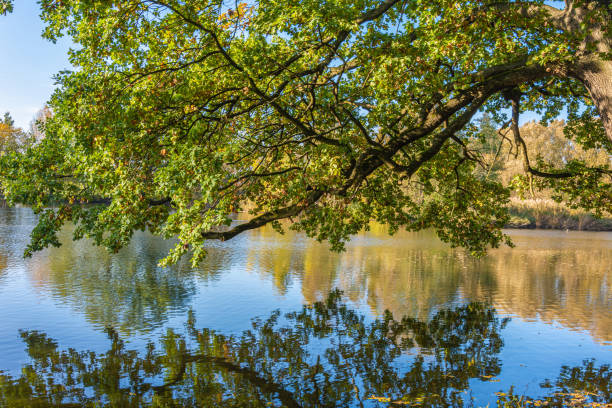 istock Autumn at the lake 1214217122