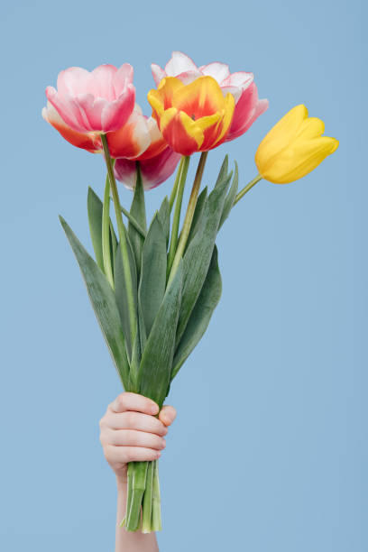 istock close up, hands with spring flowers, tulips 1214217156
