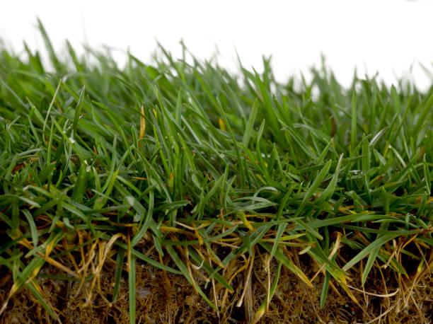 istock Fresh grass photographed on white background in study 1214217239