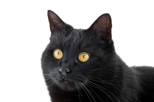 istock A beautiful black cat poses on a white background 1214217382