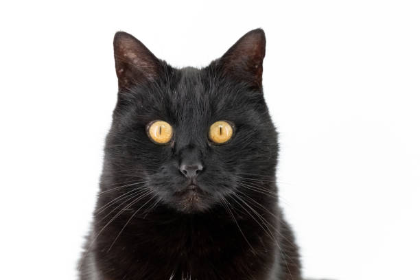 istock A beautiful black cat poses on a white background 1214217434