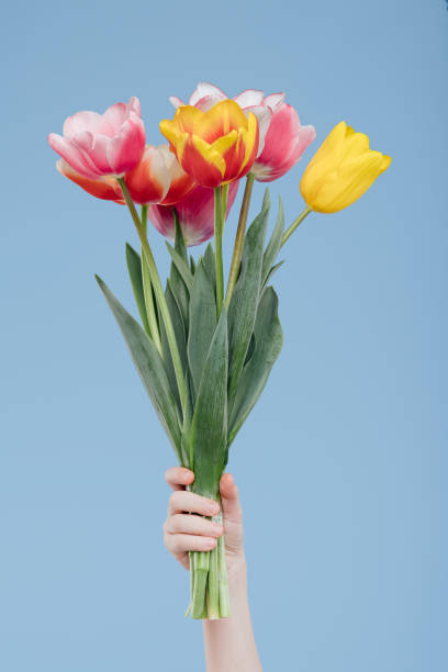 nahaufnahme, hände mit frühlingsblumen, tulpen - tulip blue close up cut flowers stock-fotos und bilder