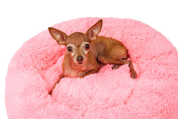 istock Adorable pedigreed decorative pet on dog bed 1214219010