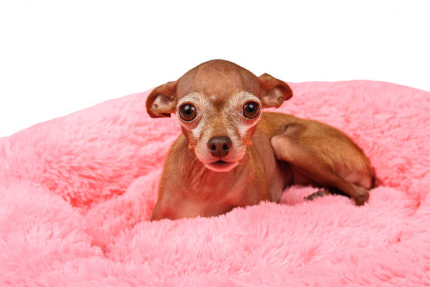 istock Adorable pedigreed decorative pet on dog bed 1214219041