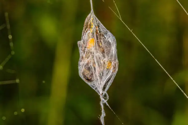 Photo of Spider prey wrapped in cobwebs