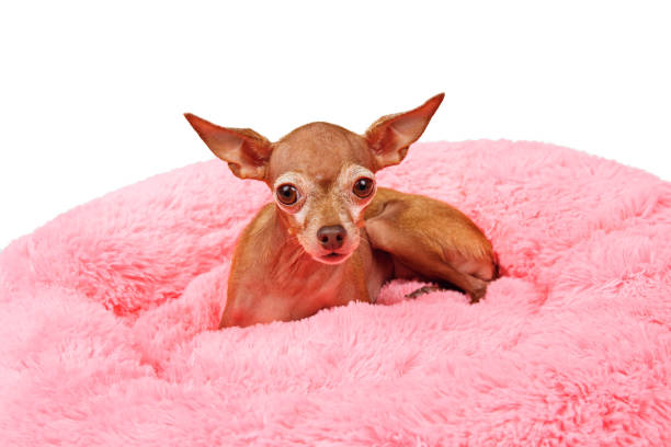 istock Adorable pedigreed decorative pet on dog bed 1214219454