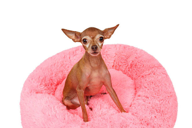 istock Adorable pedigreed decorative pet on dog bed 1214220328
