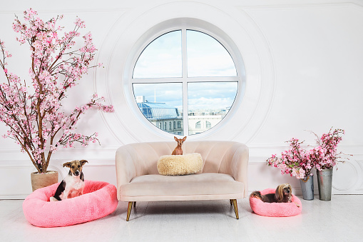 Miniature dog sitting on cushion on beige sofa while purebred dogs sitting on pink cushions in modern light apartment with blooming pink sakura flowers and round window revealing blue cloudy sky and city buildings