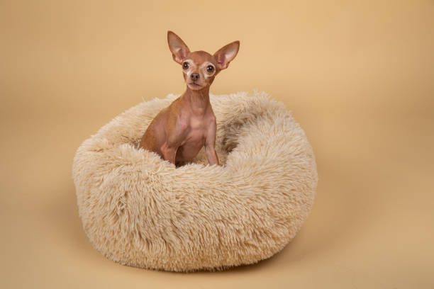 istock Cute little pedigreed dog relaxing on bed 1214220587
