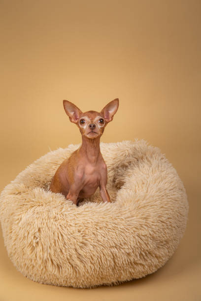 istock Cute little pedigreed dog relaxing on bed 1214220604
