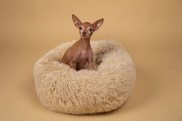 istock Cute little pedigreed dog relaxing on bed 1214220622