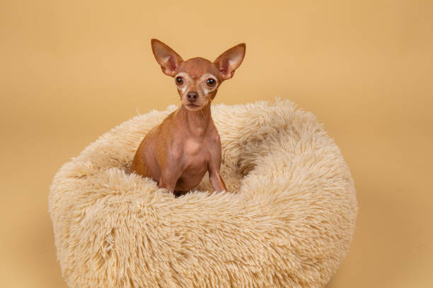 istock Cute little pedigreed dog relaxing on bed 1214220626