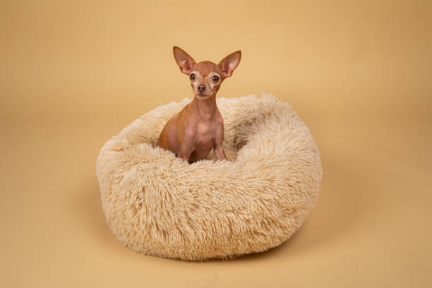 istock Cute little pedigreed dog relaxing on bed 1214220646