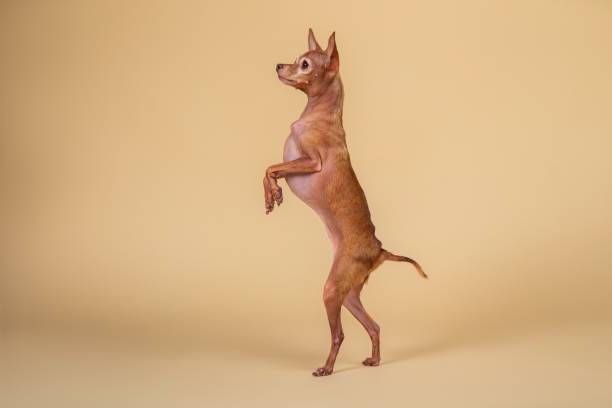 istock Cute purebred dog on back legs in studio 1214220793