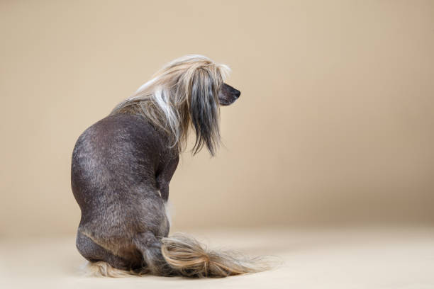 istock Adorable decorative hairless doggy sitting in studio 1214220846