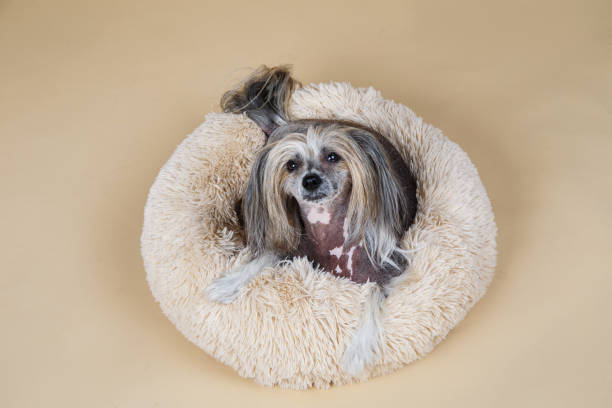 istock Cute decorative pedigreed dog relaxing on bed 1214221020