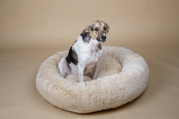 istock Cute decorative pedigreed dog relaxing on bed 1214221055