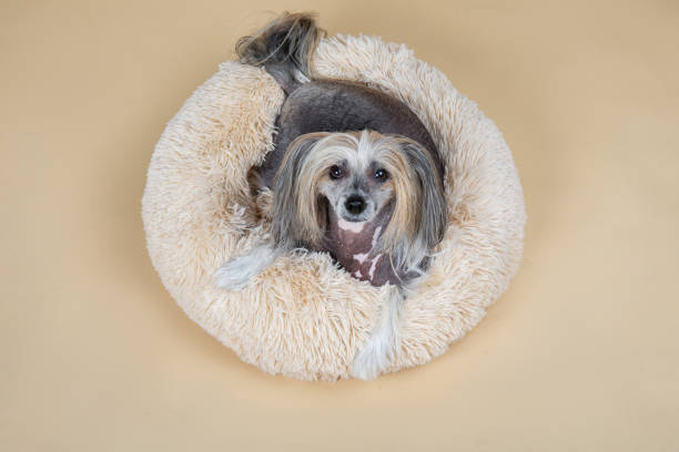 istock Cute decorative pedigreed dog relaxing on bed 1214221111