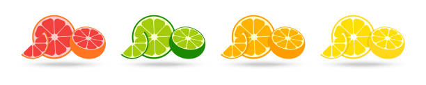 シトラスコレクション。フラットなデザインの新鮮なフルーツのセット。グレープフルーツ、ライム、オレンジ、レモン、白い背景に分離。影のある新鮮な柑橘類。ベクトルの図 - half smile点のイラスト素材／クリップアート素材／マンガ素材／アイコン素材