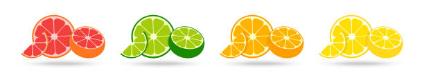 ilustrações de stock, clip art, desenhos animados e ícones de citrus collection. set of fresh fruit in flat design. grapefruit, lime, orange and lemon, isolated on white background. fresh citrus fruits with shadow. vector illustration - half smile