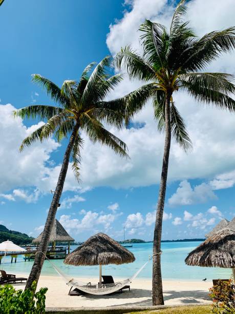 istock Tropical white hammock between palm trees on Bora Bora island. 1214221280