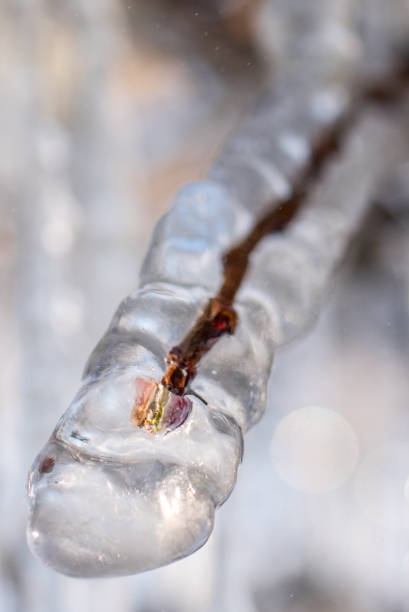 istock Icy apple trees in the night frost 1214222195