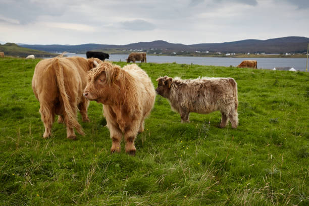 istock Typical cows and furry oxen from the Scottish highlands. 1214222538
