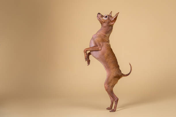 istock Cute purebred dog on back legs in studio 1214222626