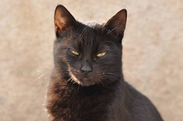 istock Black cat with vertical pupils and yellow iris sitting on a stone slab in Jerusalem. 1214222775