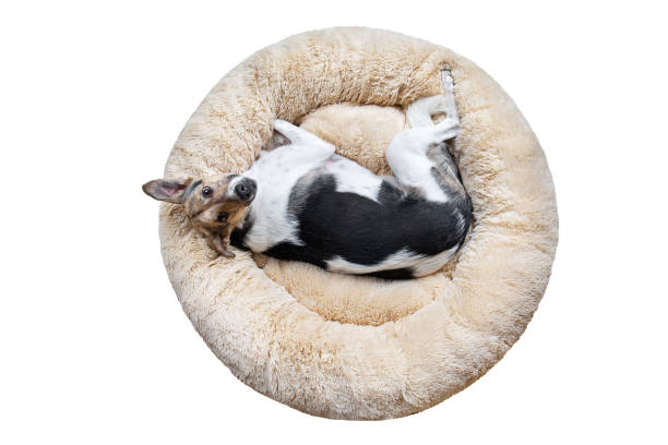 Cute mongrel dog relaxing on bed isolated on white From above adorable mongrel dog looking aside while resting on fluffy dog bed isolated on white background dog bed stock pictures, royalty-free photos & images