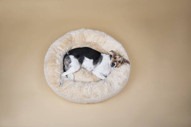 istock Cute decorative pedigreed dog relaxing on bed 1214222861