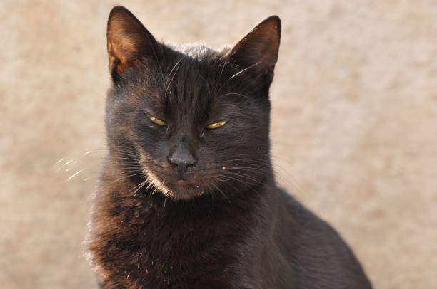 istock Black cat with vertical pupils and yellow iris sitting on a stone slab in Jerusalem. 1214222975