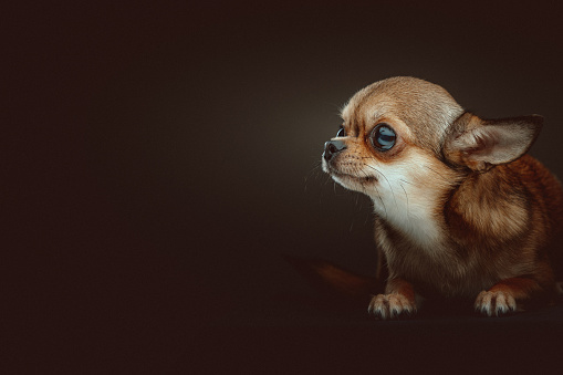 Tiny Purebred Chihuahua with perked ears posing against white studio background. Funny, little dog looking alert. Concept of funny dogs, veterinary and grooming service, canine food, friendship. Ad
