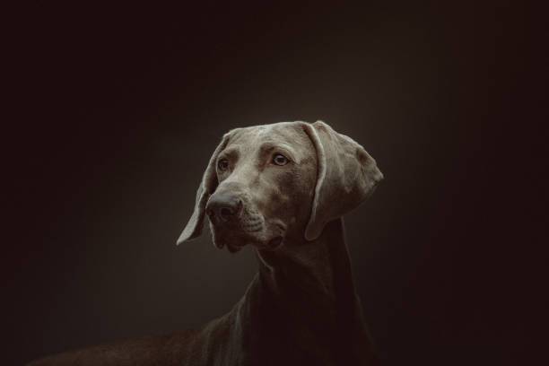 istock Purebred Weimaraner dog 1214223881