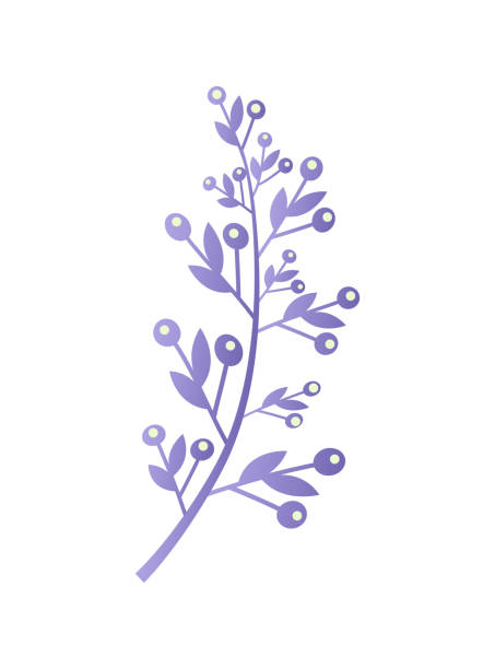 ilustrações, clipart, desenhos animados e ícones de ramo de wolfberry selvagem natural com folhas finas - wolfberry