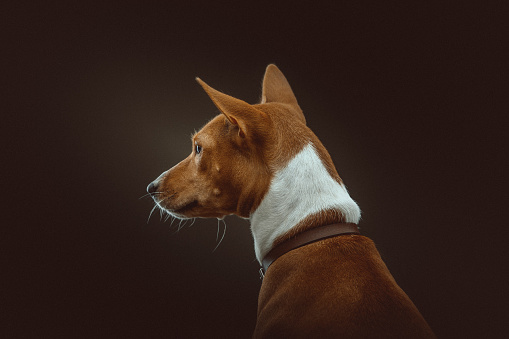 Elegant cute dog fox terrier wearing a tie portrait