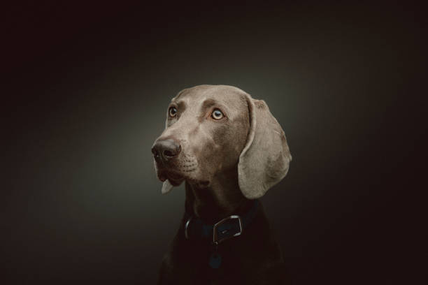 istock Purebred Weimaraner dog 1214224609