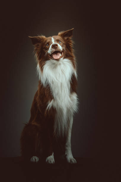 Happy border collie dog stock photo