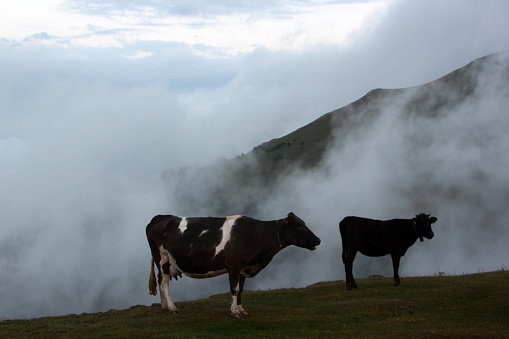 foggy mountain and grazing cows
