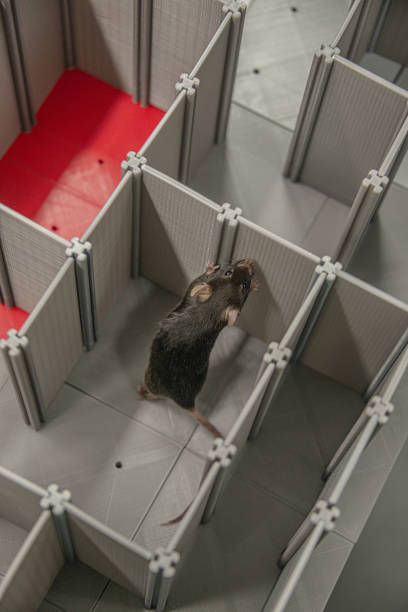 Mouse Labyrinth 570+ Mouse Maze Stock Photos, Pictures & Royalty-Free Images - iStock